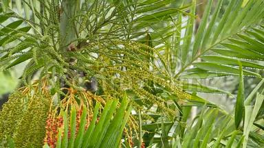 在雨中坐在热带树上的小麦纳斯。 一群灰色的鸟坐在绿色的棕榈树上，躲藏着